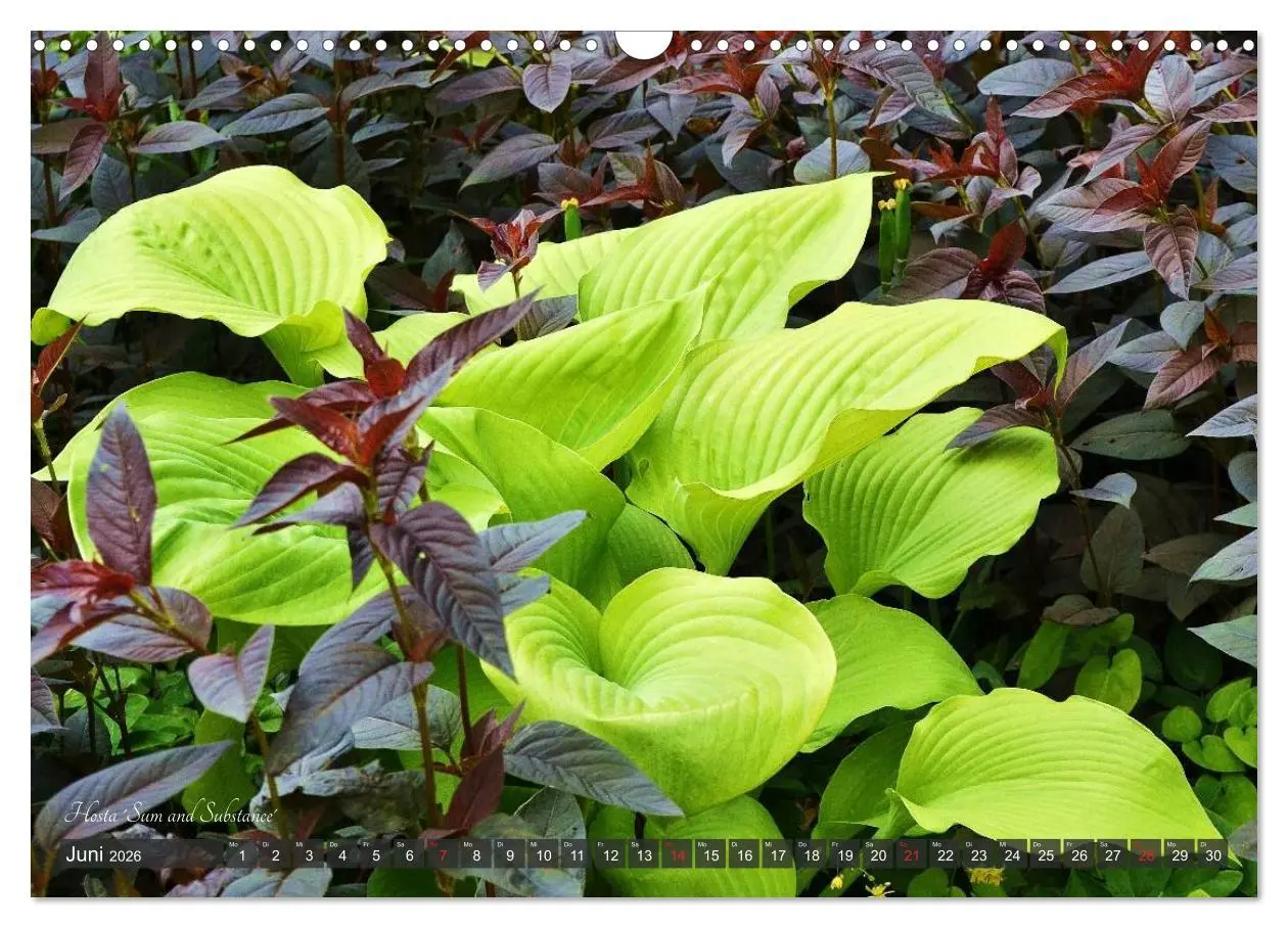 Bild: 9783516034158 | Hosta Staude mit Herz (Wandkalender 2026 DIN A3 quer), CALVENDO...