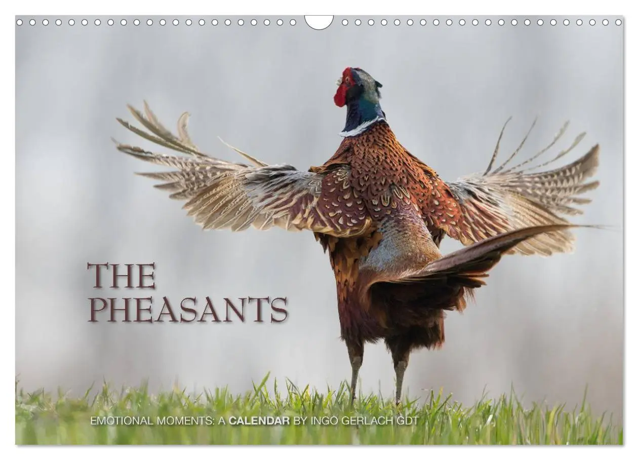 Cover: 9783516584158 | Emotional Moments: The pheasants. UK-Version (Wall Calendar 2026...
