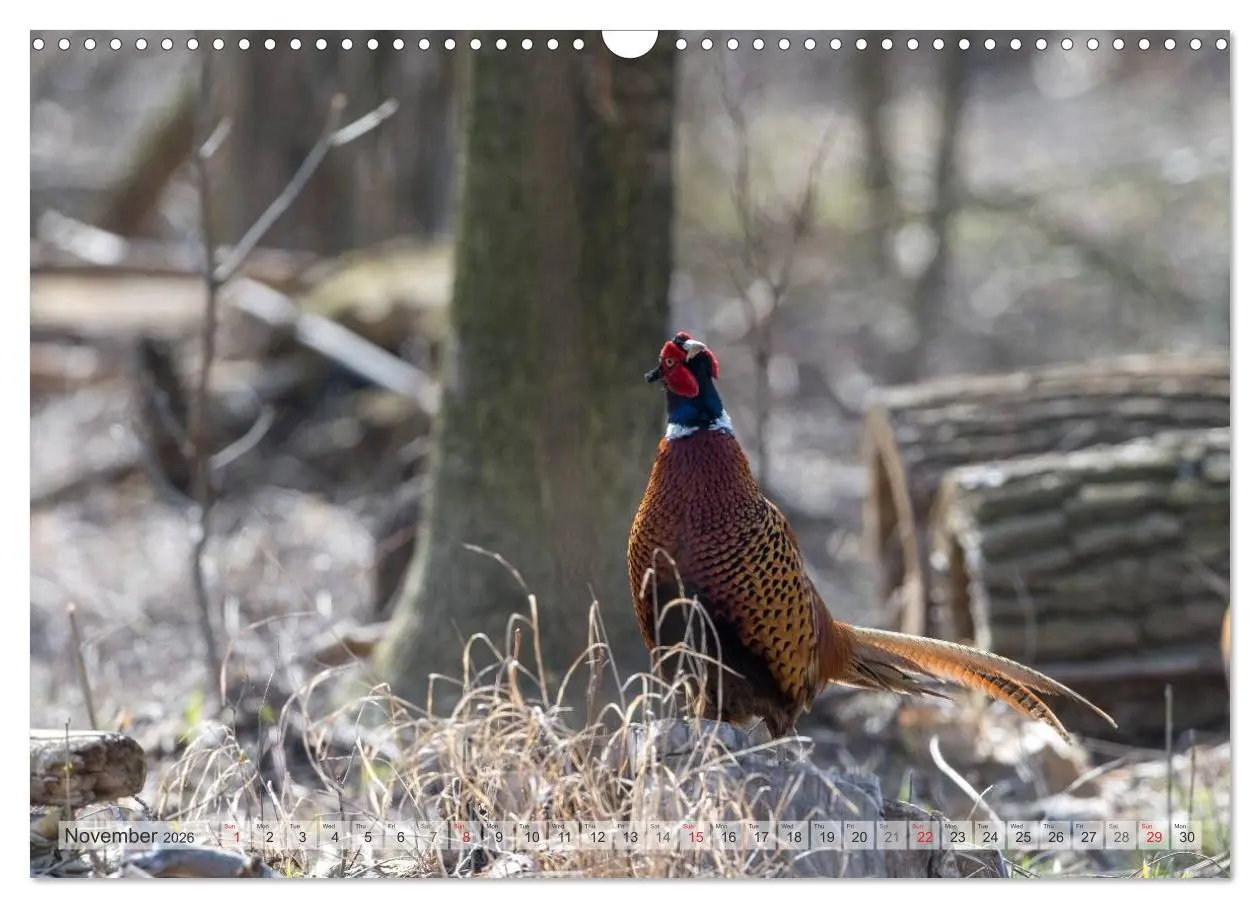Bild: 9783516584158 | Emotional Moments: The pheasants. UK-Version (Wall Calendar 2026...