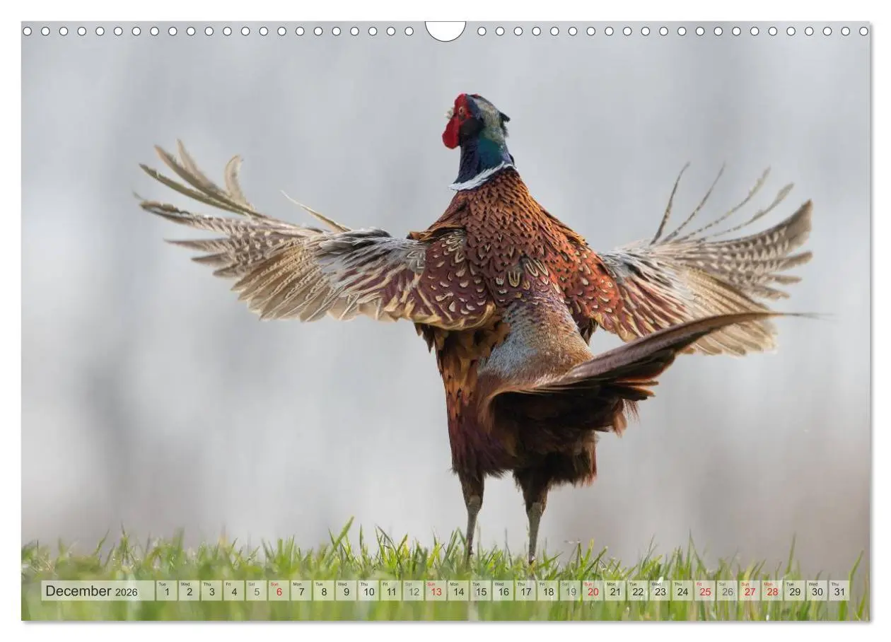 Bild: 9783516584158 | Emotional Moments: The pheasants. UK-Version (Wall Calendar 2026...