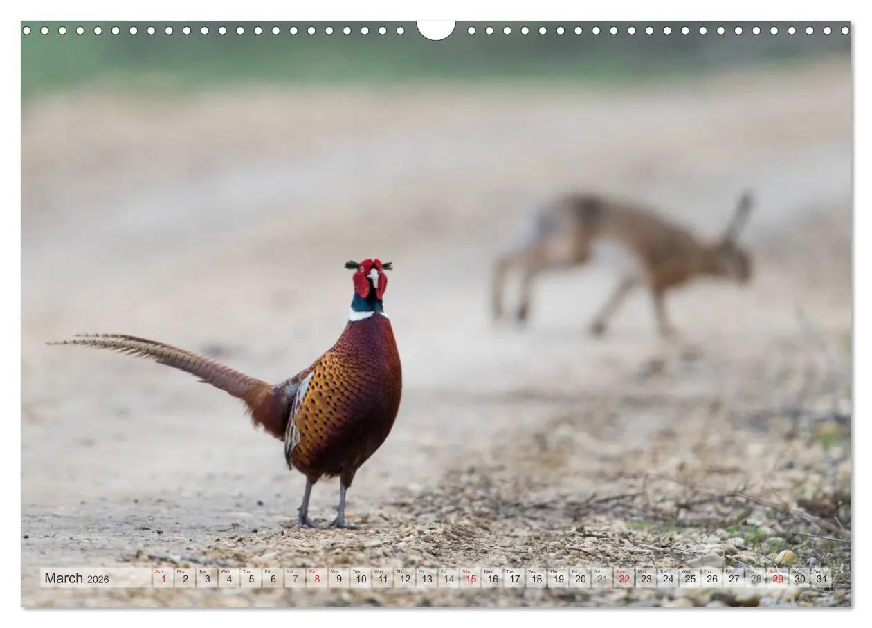 Bild: 9783516584158 | Emotional Moments: The pheasants. UK-Version (Wall Calendar 2026...
