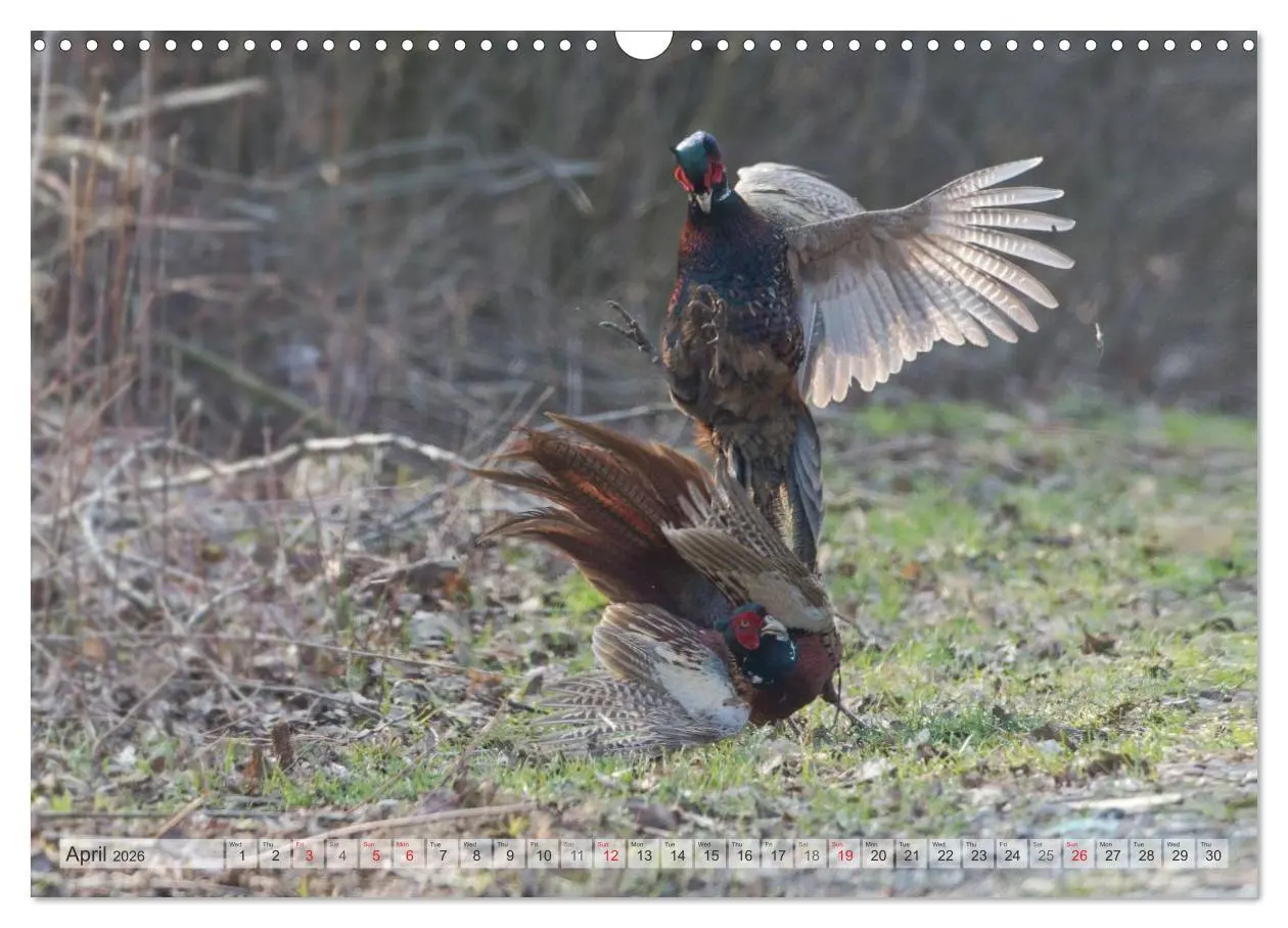 Bild: 9783516584158 | Emotional Moments: The pheasants. UK-Version (Wall Calendar 2026...