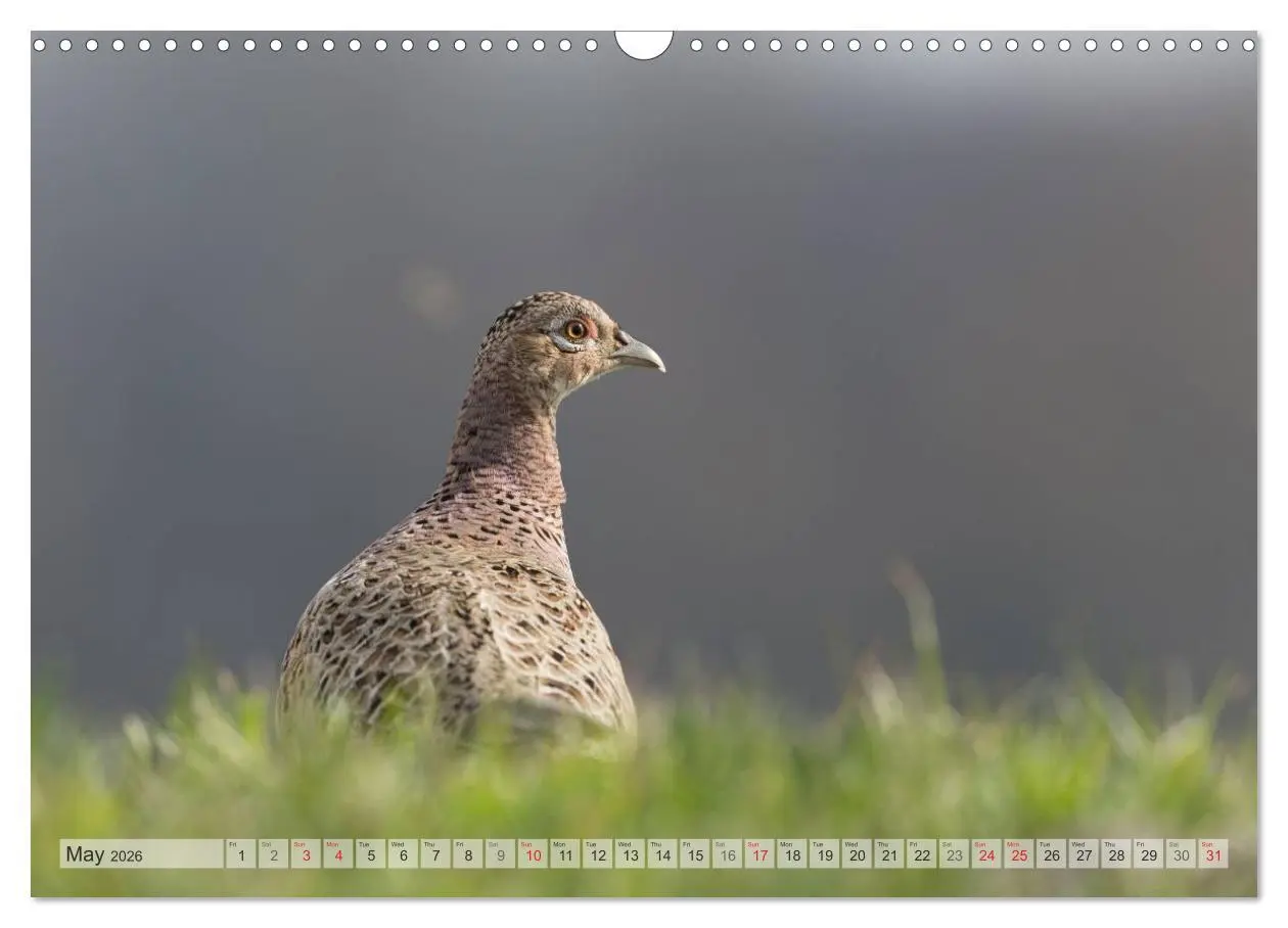 Bild: 9783516584158 | Emotional Moments: The pheasants. UK-Version (Wall Calendar 2026...
