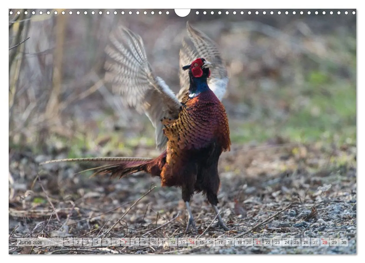 Bild: 9783516584158 | Emotional Moments: The pheasants. UK-Version (Wall Calendar 2026...