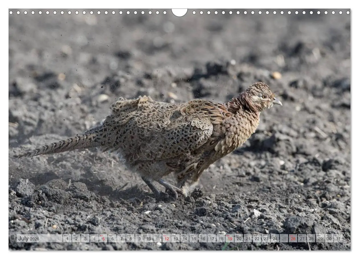 Bild: 9783516584158 | Emotional Moments: The pheasants. UK-Version (Wall Calendar 2026...
