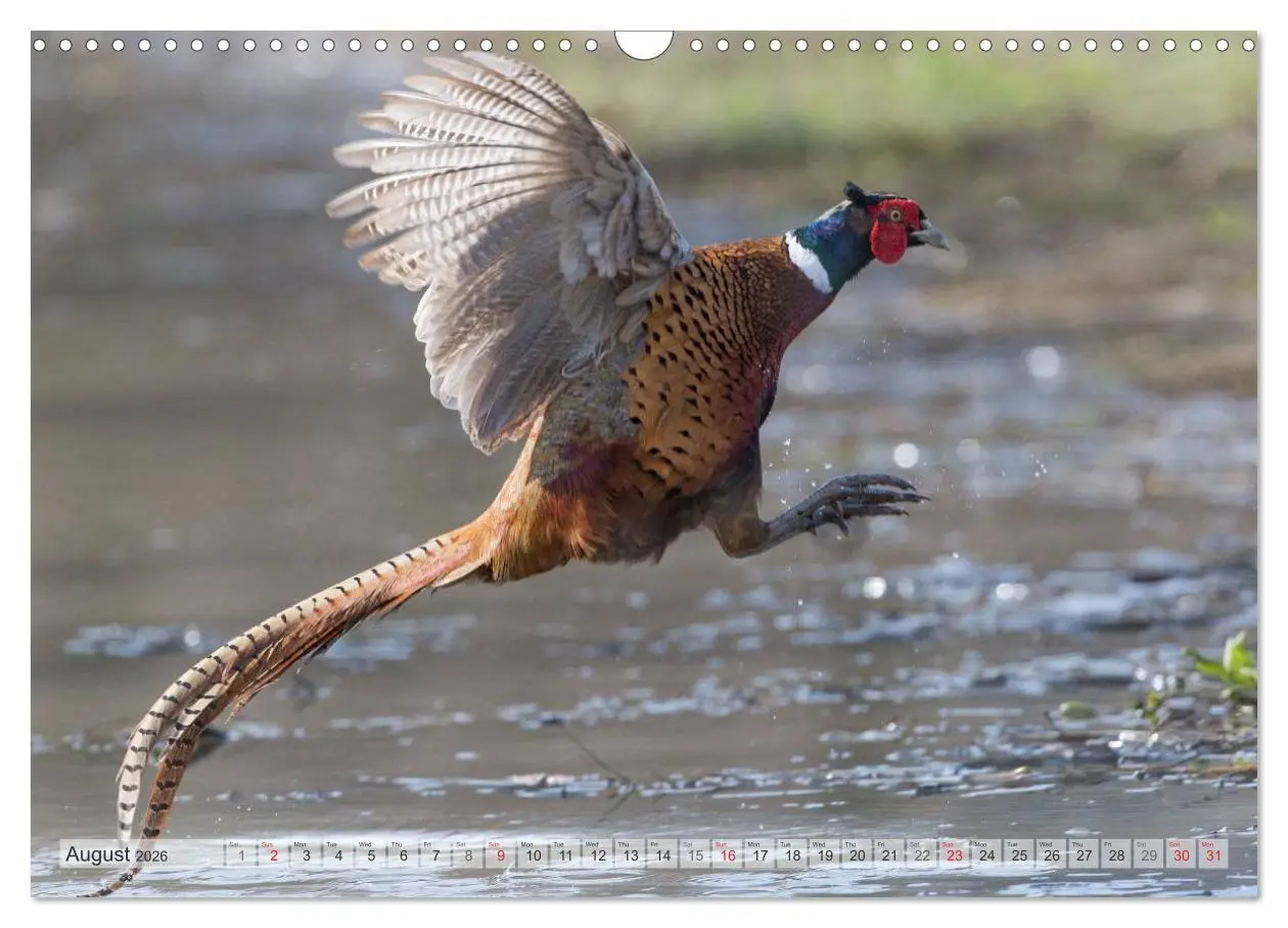 Bild: 9783516584158 | Emotional Moments: The pheasants. UK-Version (Wall Calendar 2026...