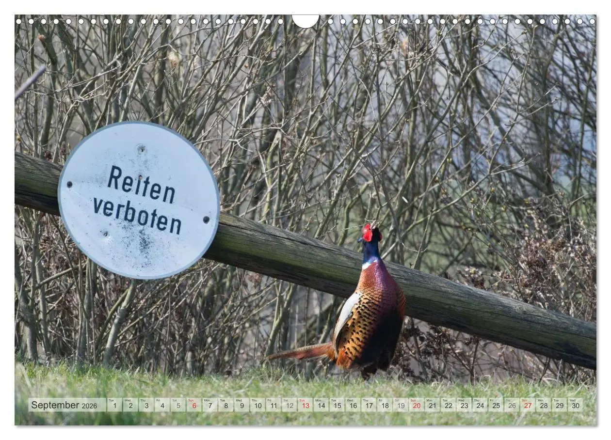 Bild: 9783516584158 | Emotional Moments: The pheasants. UK-Version (Wall Calendar 2026...