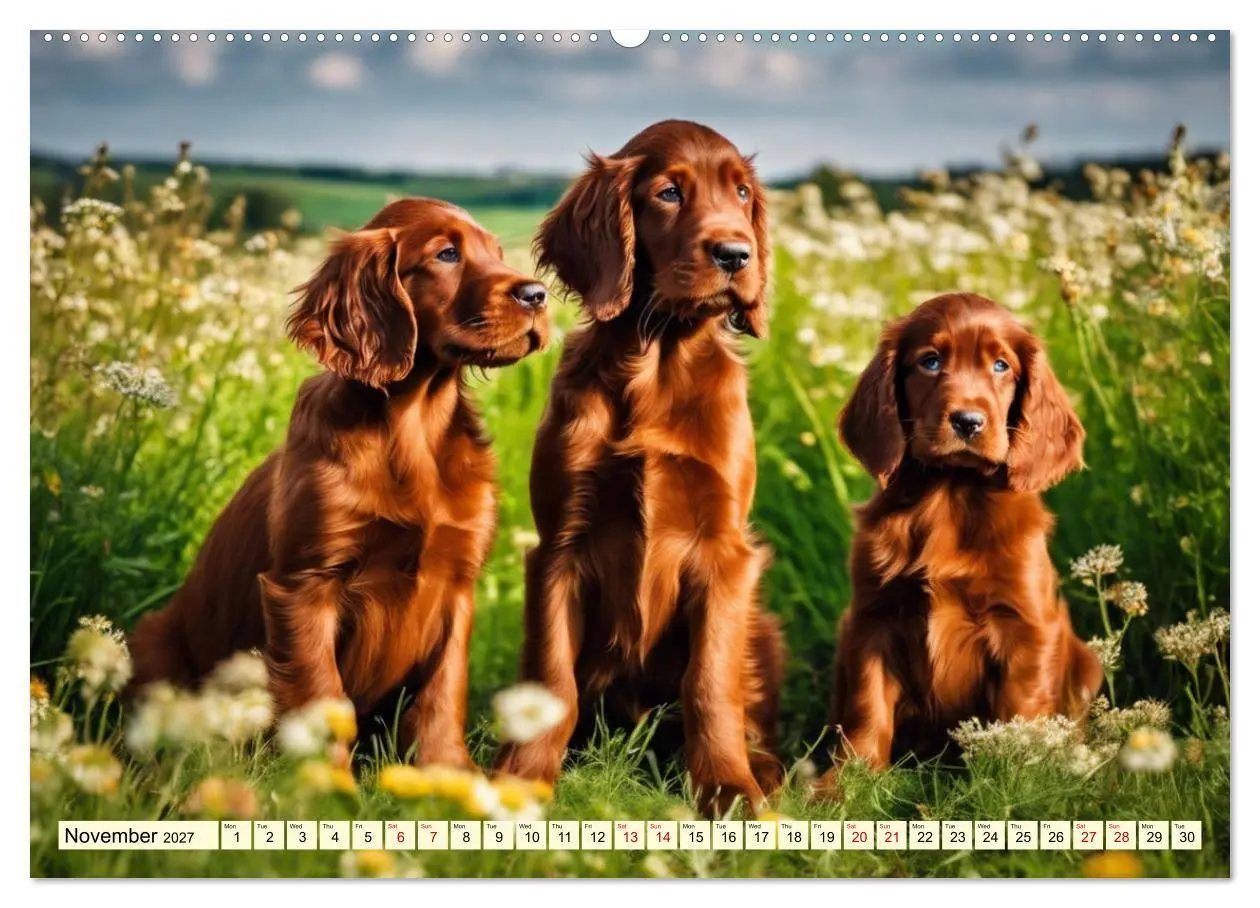 Bild: 9783569124158 | Irish Setter - pure grace (Wall Calendar 2027 DIN A2 landscape),...