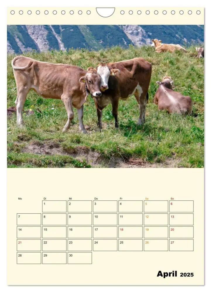 Bild: 9783435904358 | Glückliche Bergkühe (Wandkalender 2025 DIN A4 hoch), CALVENDO...