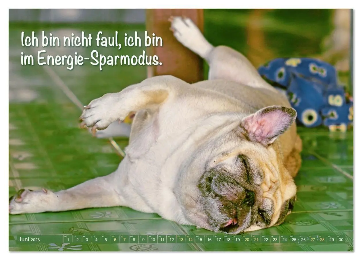 Bild: 9783516614558 | Lächeln mit Mops (Tischkalender 2026 DIN A5 quer), CALVENDO...