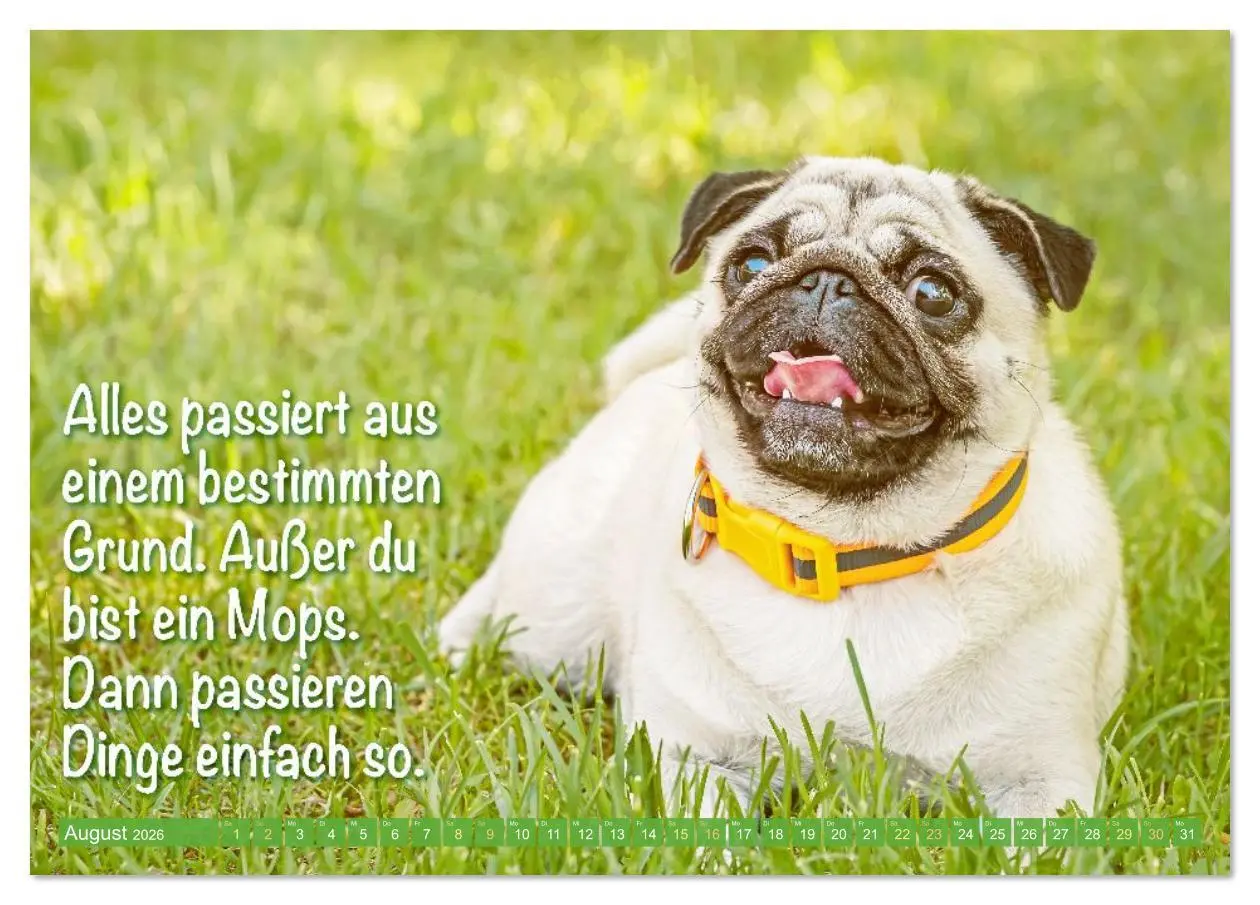 Bild: 9783516614558 | Lächeln mit Mops (Tischkalender 2026 DIN A5 quer), CALVENDO...