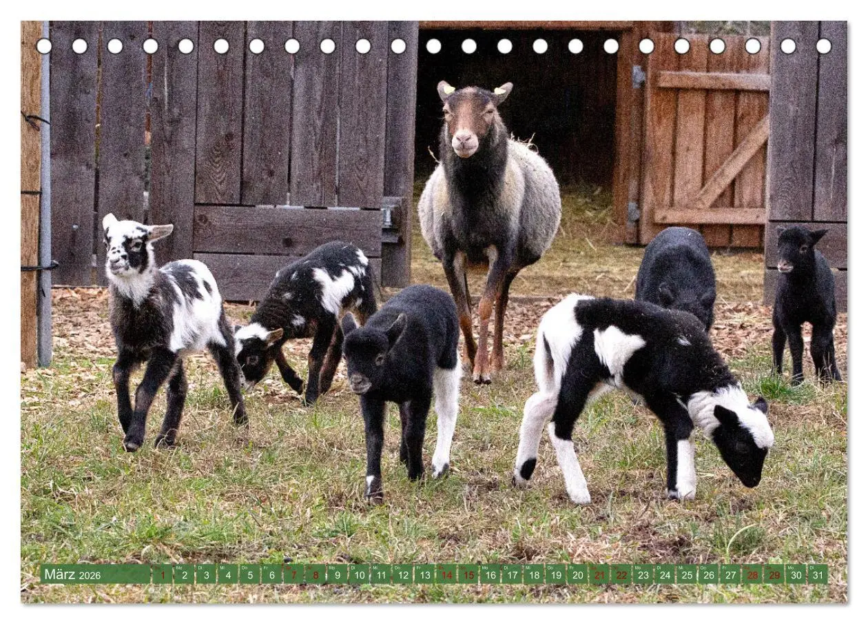 Bild: 9783457434758 | Kamerunschafe in allen Farben (Tischkalender 2026 DIN A5 quer),...