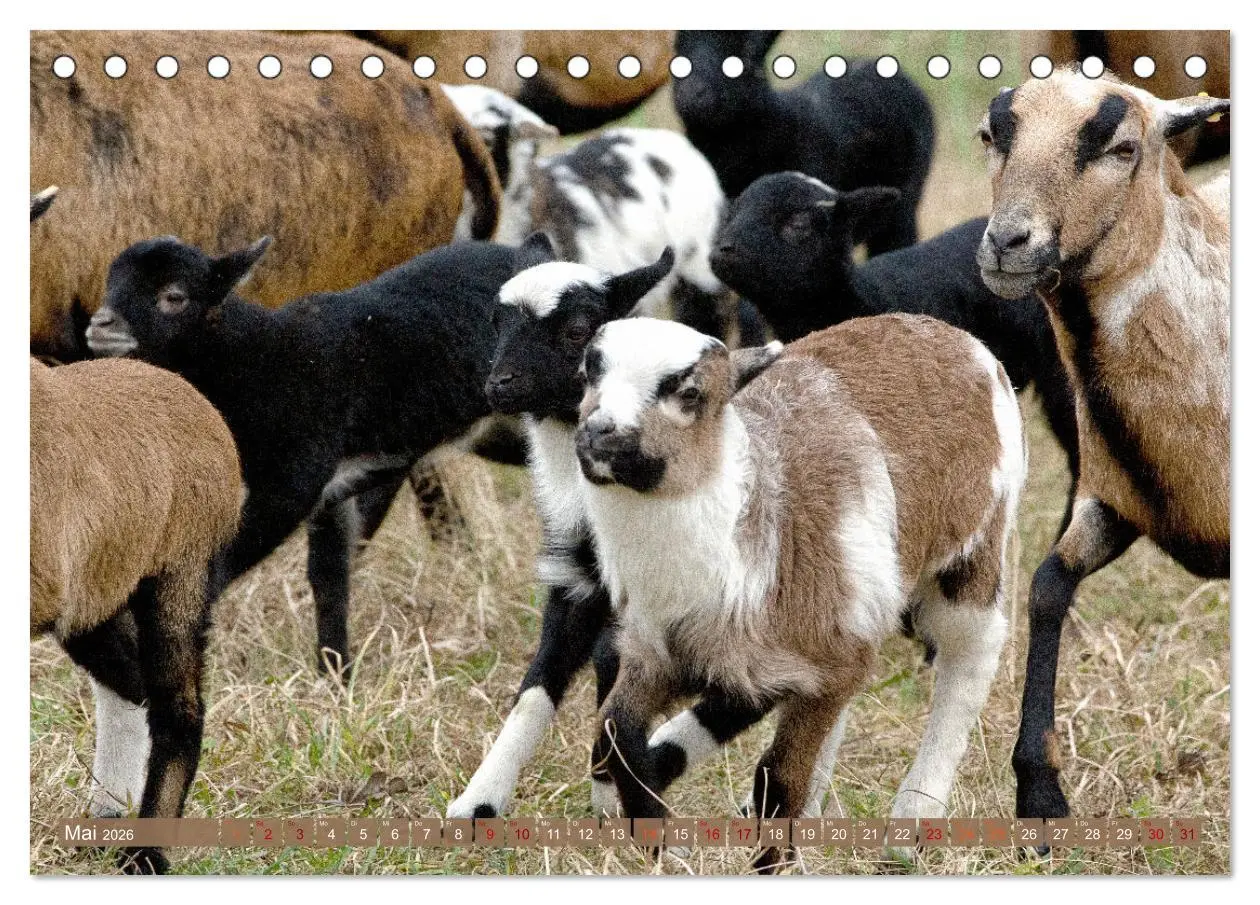 Bild: 9783457434758 | Kamerunschafe in allen Farben (Tischkalender 2026 DIN A5 quer),...