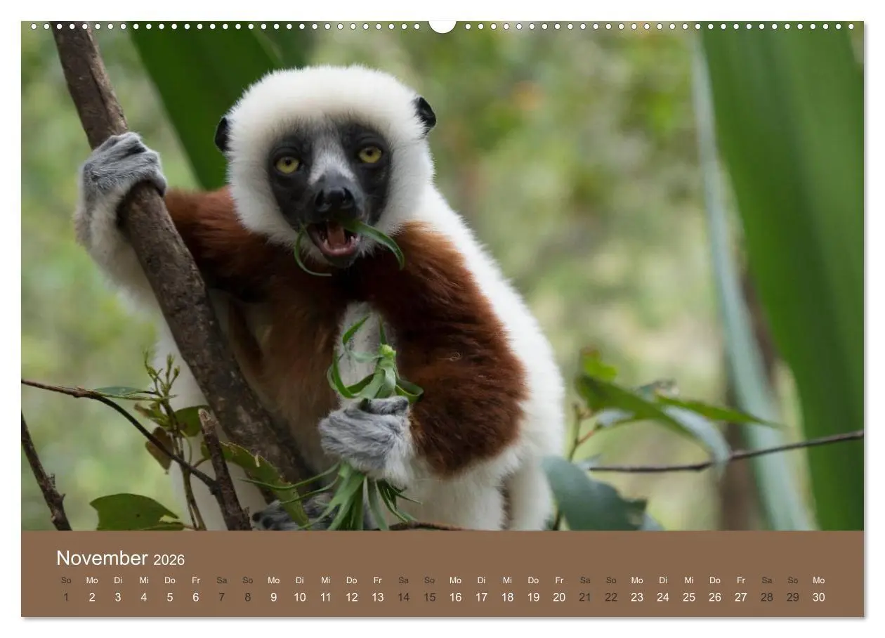 Bild: 9783516074758 | Madagaskars wundersame Tierwelt (hochwertiger Premium Wandkalender...