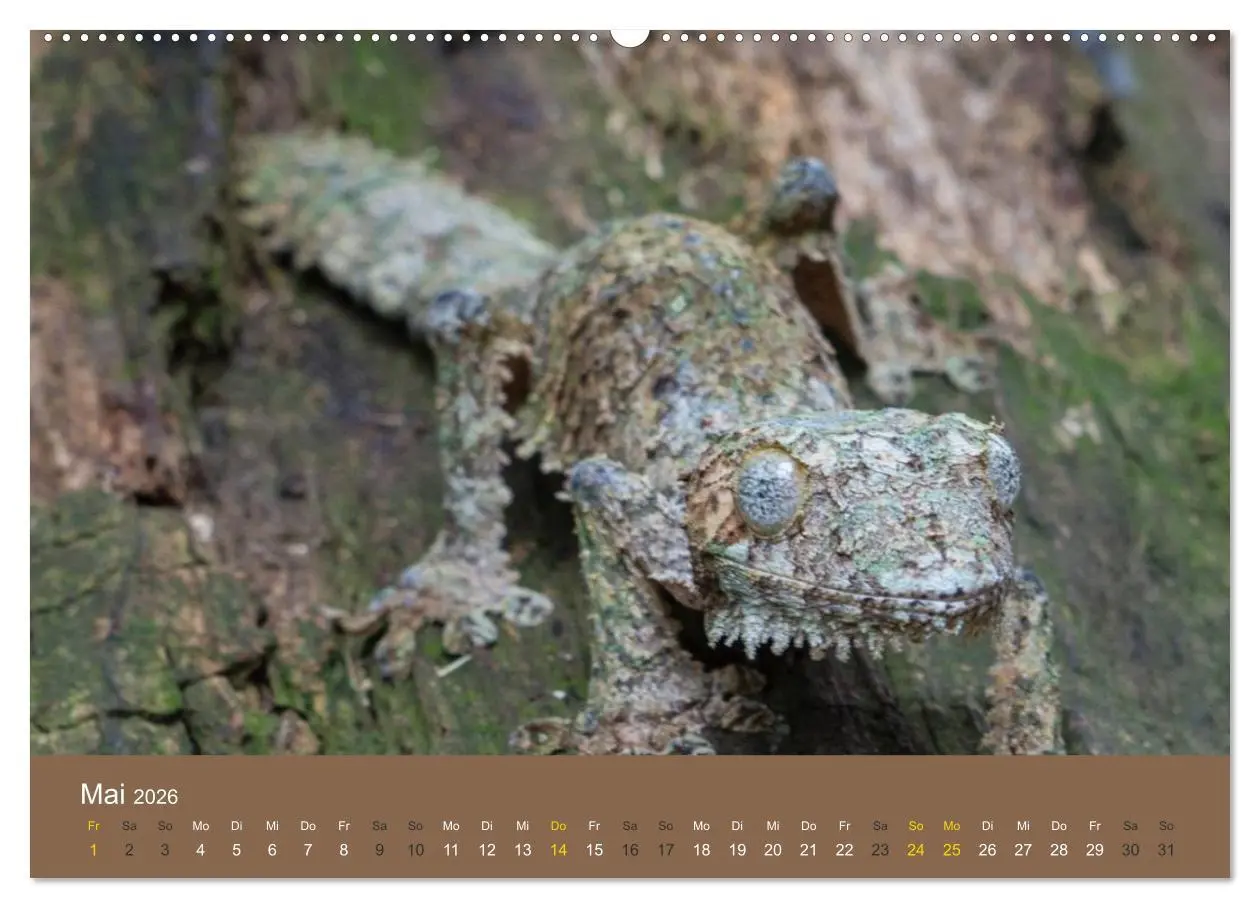 Bild: 9783516074758 | Madagaskars wundersame Tierwelt (hochwertiger Premium Wandkalender...