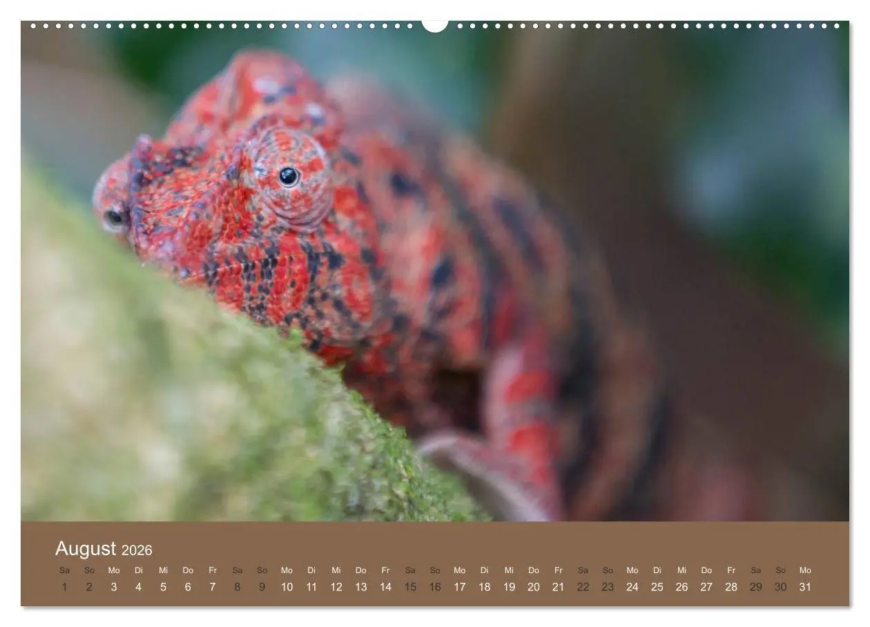 Bild: 9783516074758 | Madagaskars wundersame Tierwelt (hochwertiger Premium Wandkalender...