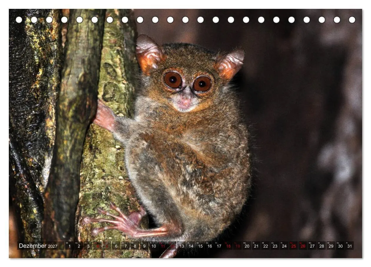 Bild: 9783569784758 | Planet der seltenen Affen (Tischkalender 2027 DIN A5 quer),...