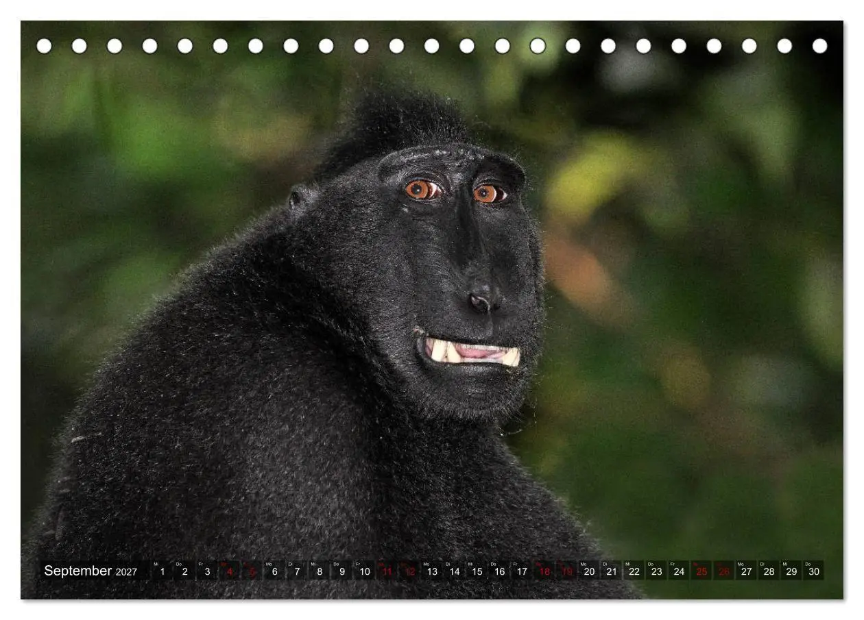 Bild: 9783569784758 | Planet der seltenen Affen (Tischkalender 2027 DIN A5 quer),...