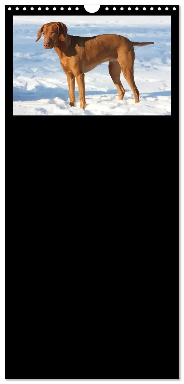 Bild: 9783457114858 | Familienplaner 2025 - Magyar Vizsla - Vielseitiger Jagdhund mit 5...