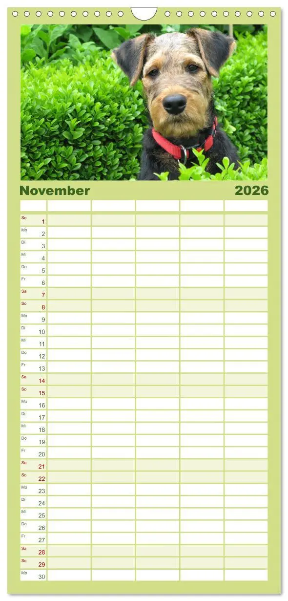 Bild: 9783516514858 | Familienplaner 2026 - Airedale Terrier mit 5 Spalten (Wandkalender,...