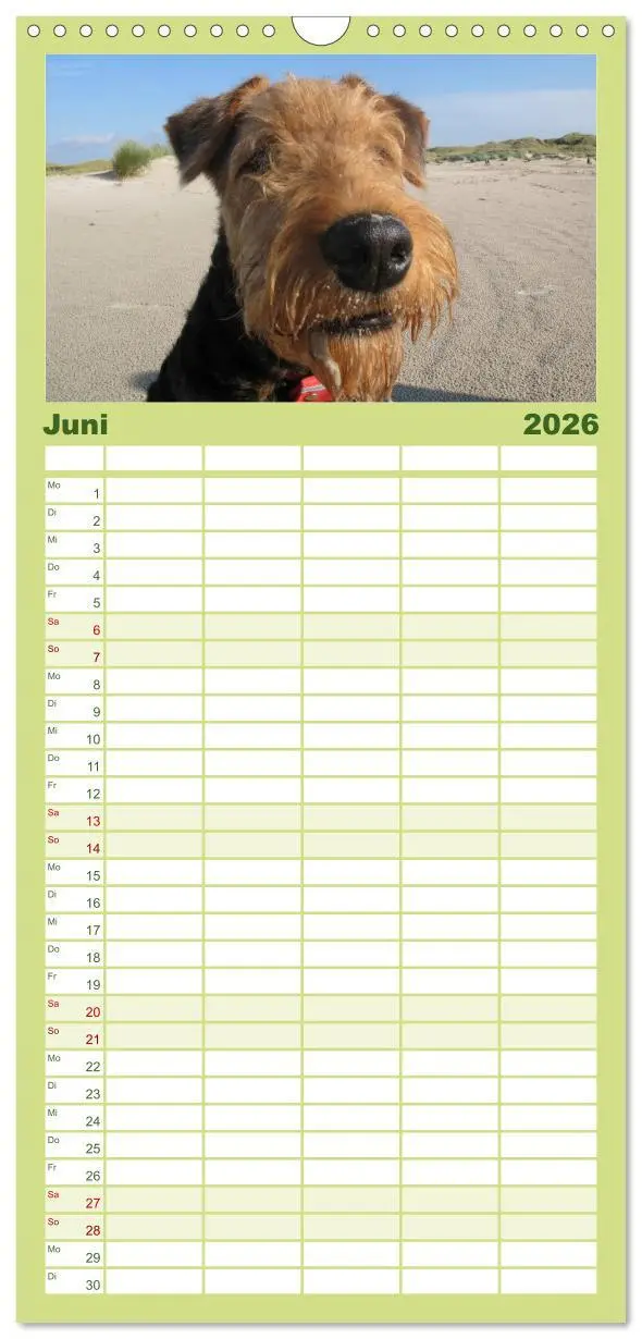 Bild: 9783516514858 | Familienplaner 2026 - Airedale Terrier mit 5 Spalten (Wandkalender,...