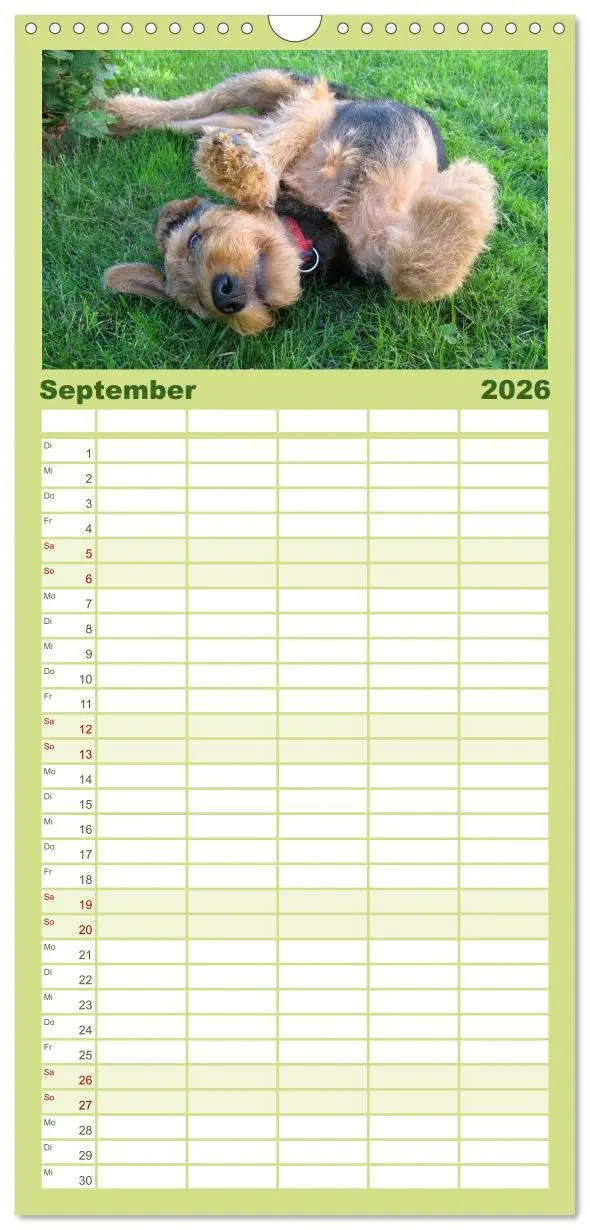 Bild: 9783516514858 | Familienplaner 2026 - Airedale Terrier mit 5 Spalten (Wandkalender,...