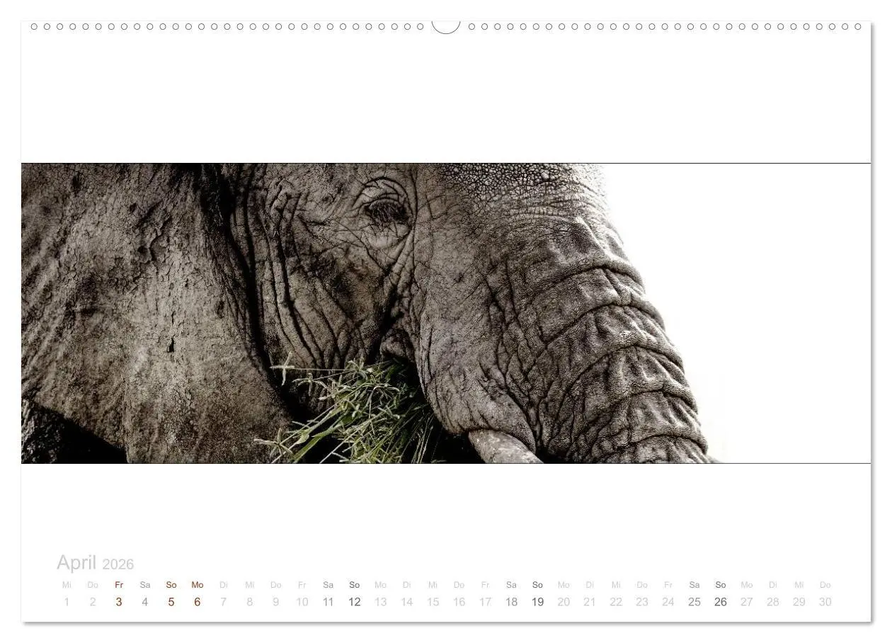 Bild: 9783516124958 | Serengeti Panorama (Wandkalender 2026 DIN A2 quer), CALVENDO...