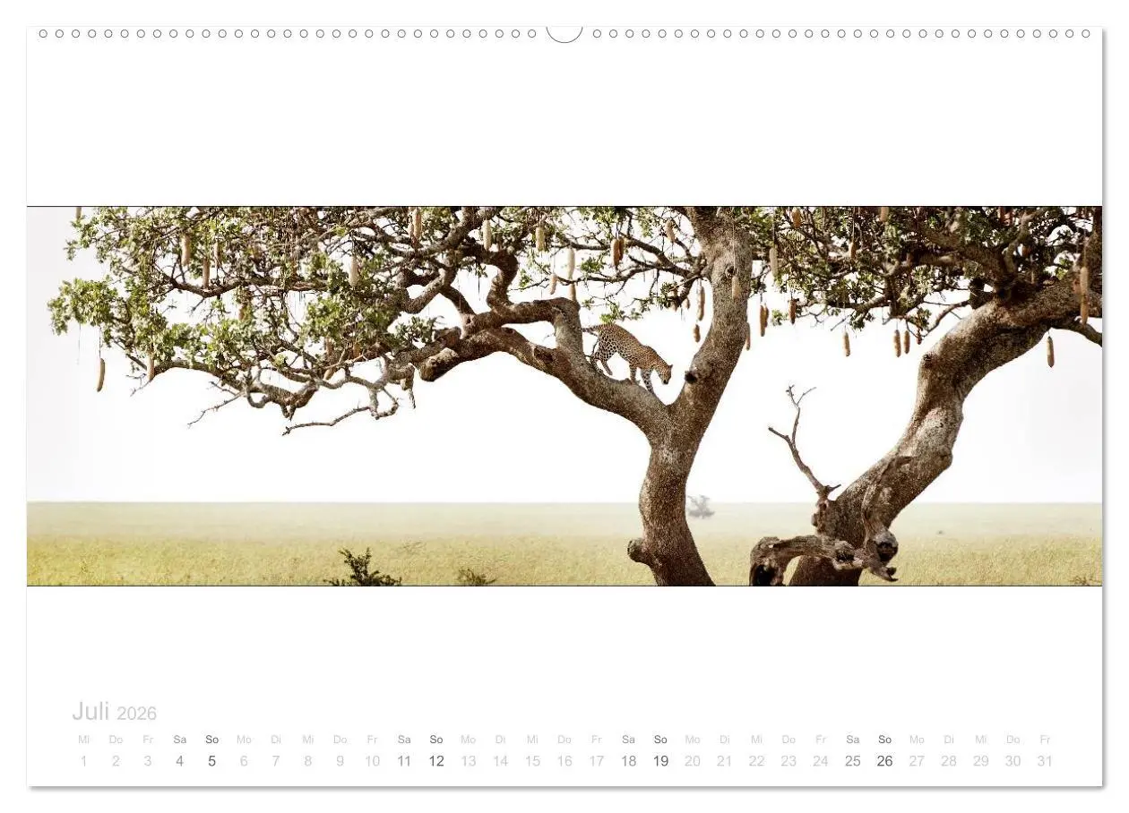 Bild: 9783516124958 | Serengeti Panorama (Wandkalender 2026 DIN A2 quer), CALVENDO...