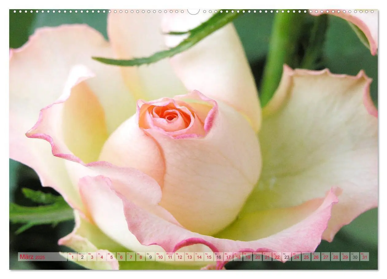 Bild: 9783435295258 | Stolze Rosen (Wandkalender 2025 DIN A2 quer), CALVENDO Monatskalender