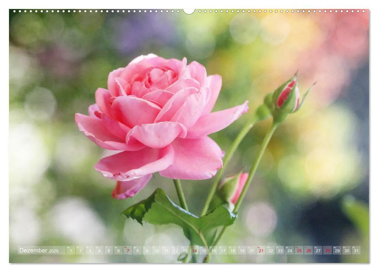 Bild: 9783435295258 | Stolze Rosen (Wandkalender 2025 DIN A2 quer), CALVENDO Monatskalender