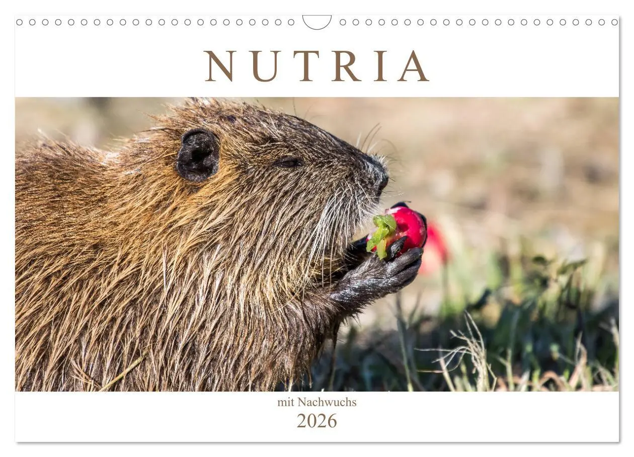 Cover: 9783457825358 | NUTRIA mit Nachwuchs (Wandkalender 2026 DIN A3 quer), CALVENDO...