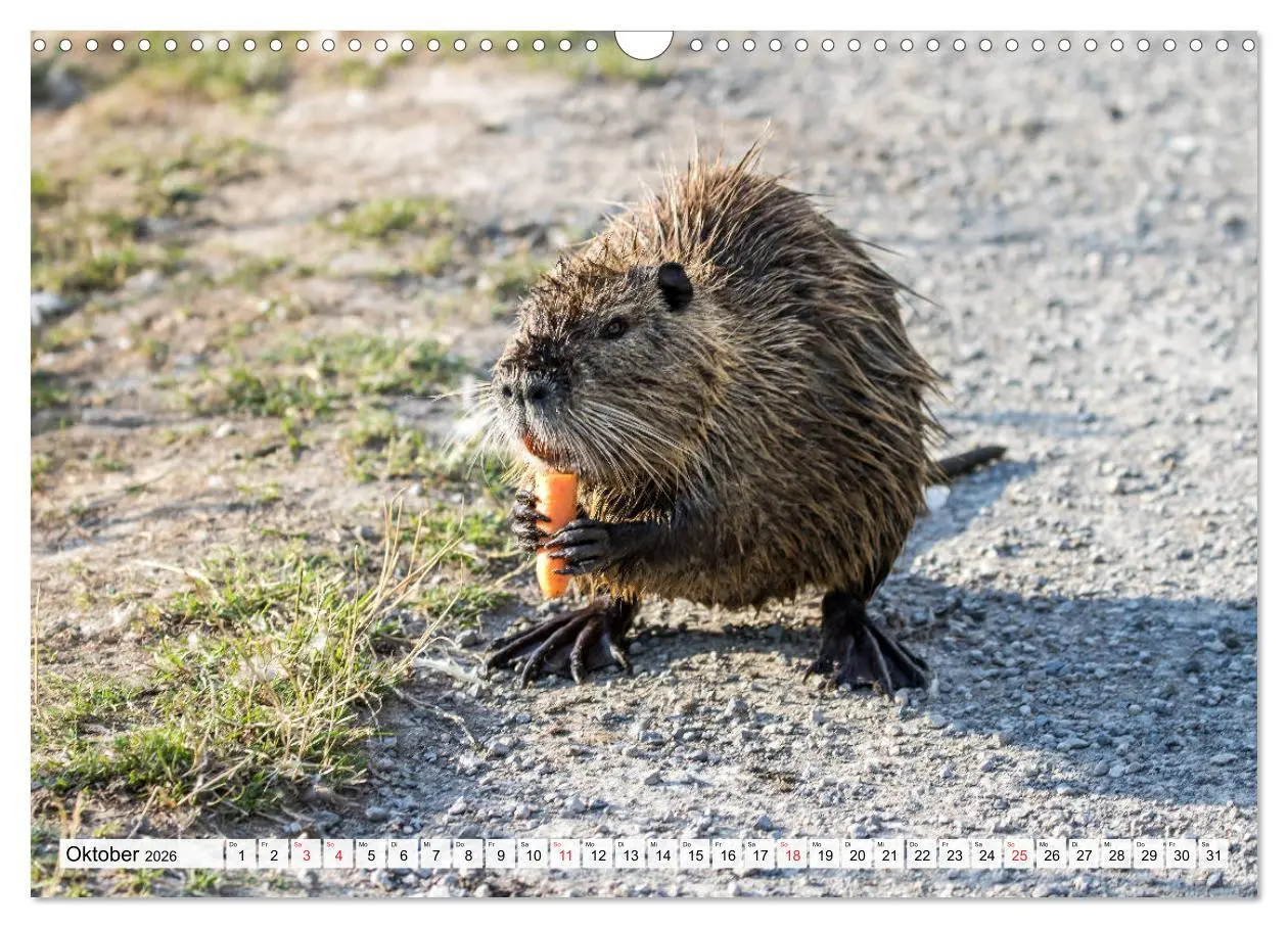 Bild: 9783457825358 | NUTRIA mit Nachwuchs (Wandkalender 2026 DIN A3 quer), CALVENDO...