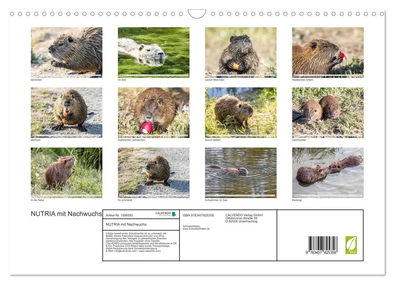 Bild: 9783457825358 | NUTRIA mit Nachwuchs (Wandkalender 2026 DIN A3 quer), CALVENDO...