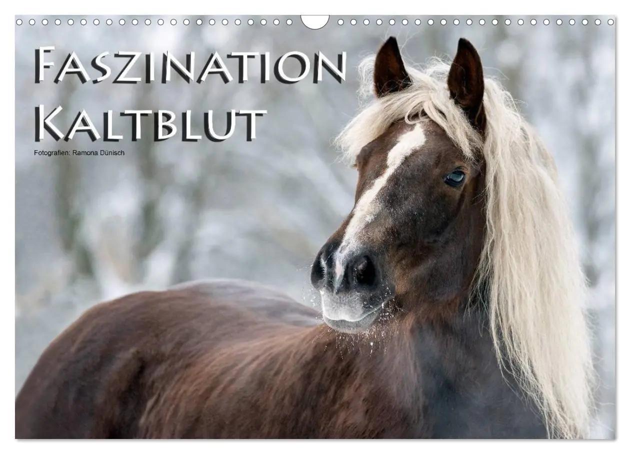 Cover: 9783516155358 | Faszination Kaltblut (Wandkalender 2026 DIN A3 quer), CALVENDO...