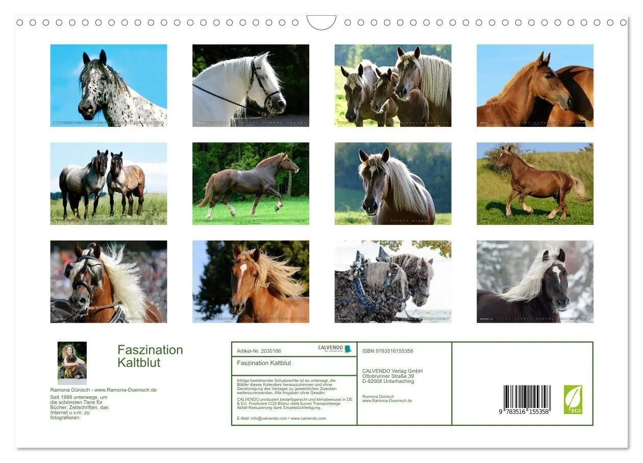 Bild: 9783516155358 | Faszination Kaltblut (Wandkalender 2026 DIN A3 quer), CALVENDO...