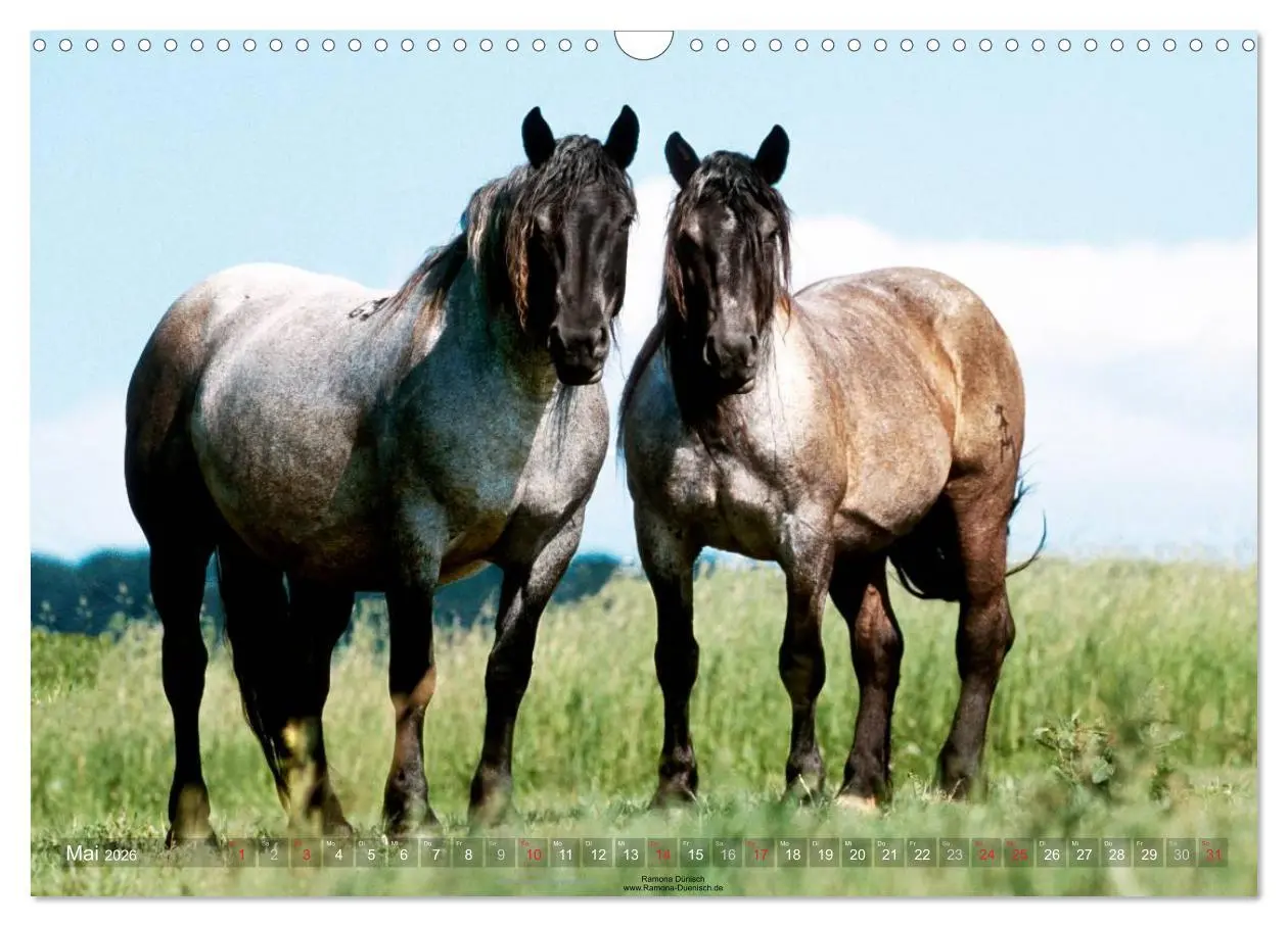 Bild: 9783516155358 | Faszination Kaltblut (Wandkalender 2026 DIN A3 quer), CALVENDO...