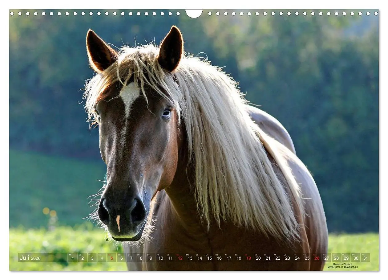 Bild: 9783516155358 | Faszination Kaltblut (Wandkalender 2026 DIN A3 quer), CALVENDO...