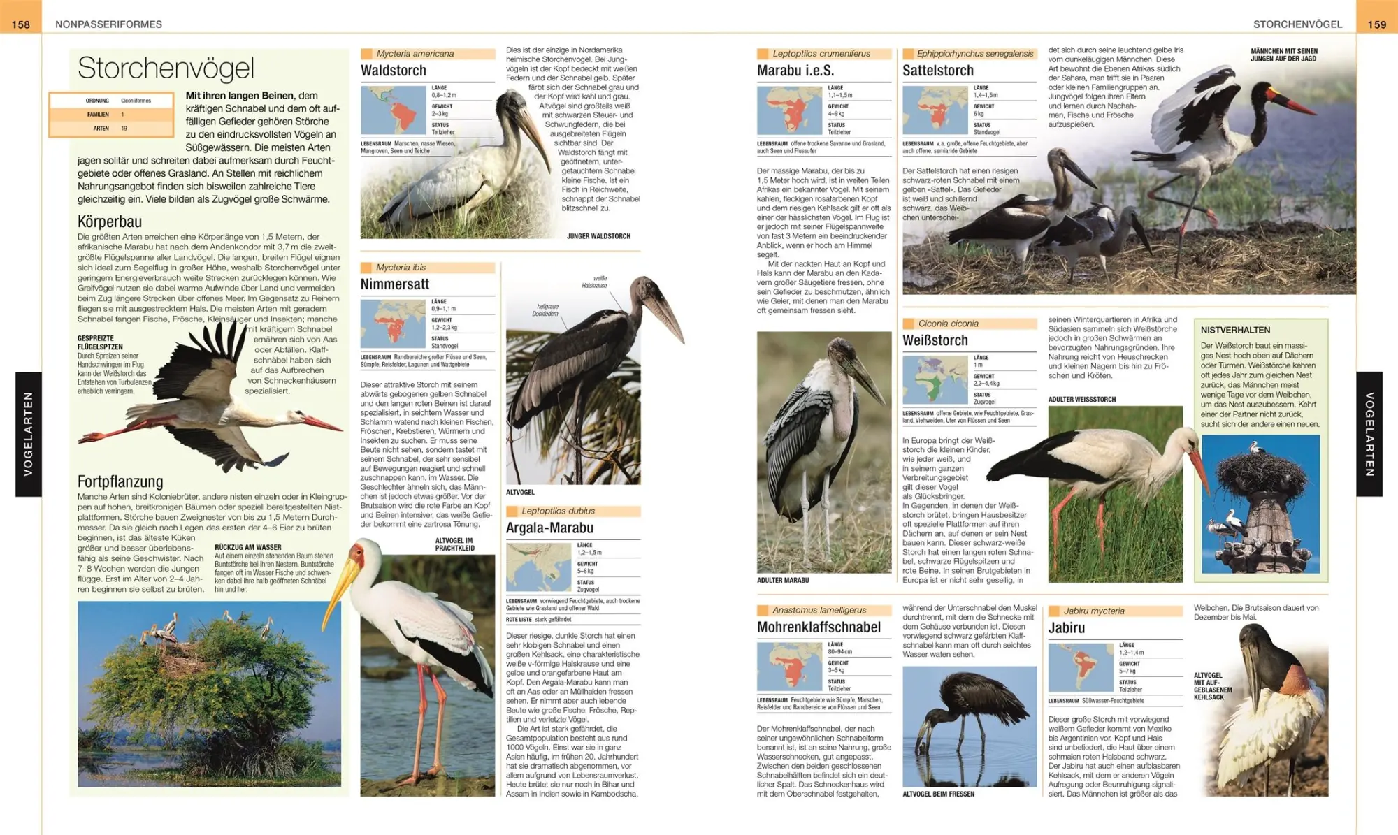 Bild: 9783831045358 | Vögel | DK Verlag | Buch | Cover mit Folienveredlung | 512 S. | 2022