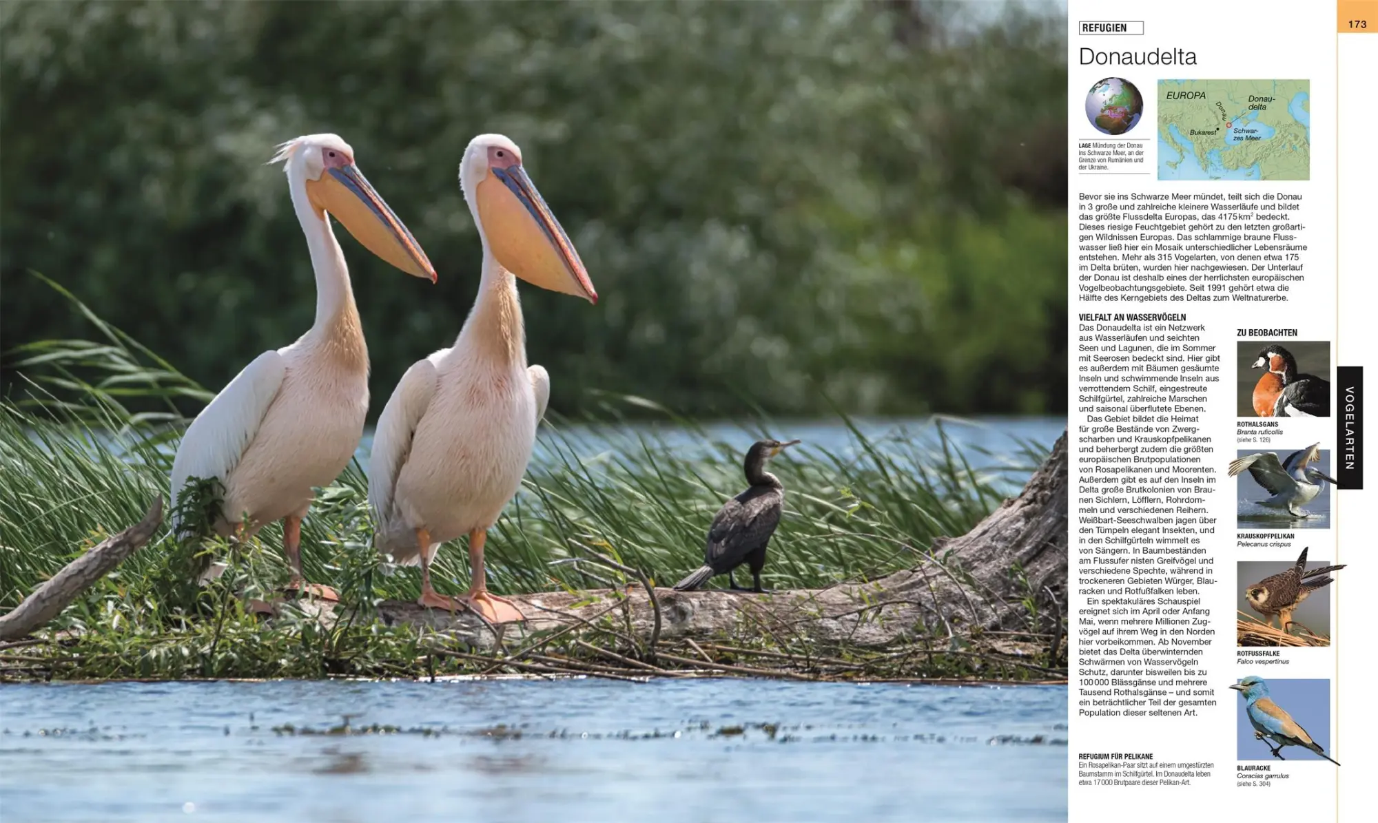 Bild: 9783831045358 | Vögel | DK Verlag | Buch | Cover mit Folienveredlung | 512 S. | 2022