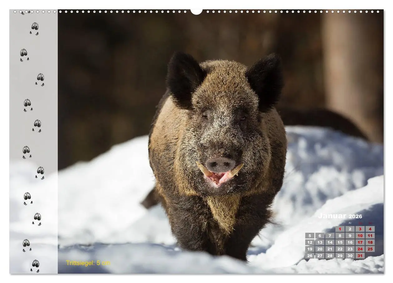 Bild: 9783457745458 | Tierspuren in der Natur (hochwertiger Premium Wandkalender 2026 DIN...