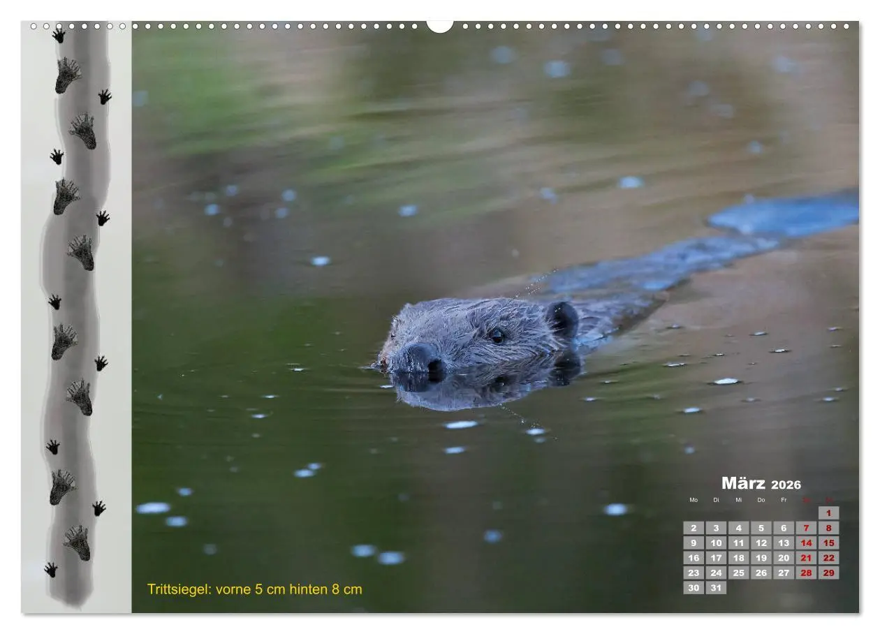 Bild: 9783457745458 | Tierspuren in der Natur (hochwertiger Premium Wandkalender 2026 DIN...