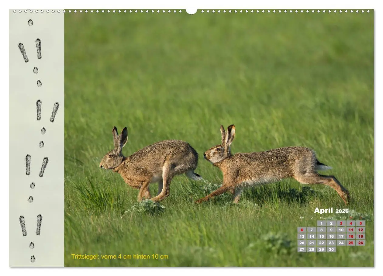 Bild: 9783457745458 | Tierspuren in der Natur (hochwertiger Premium Wandkalender 2026 DIN...