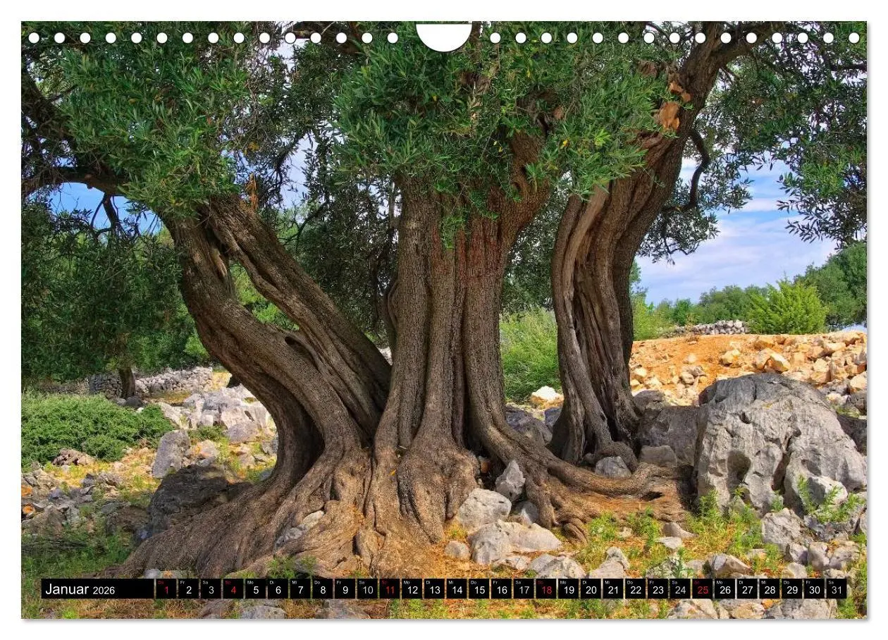 Bild: 9783516145458 | Kvarner Golf - Kroatien (Wandkalender 2026 DIN A4 quer), CALVENDO...