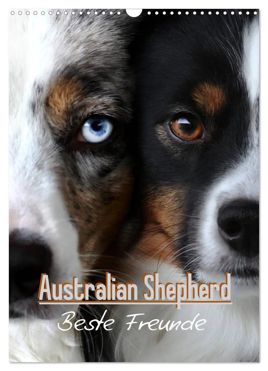 Cover: 9783516385458 | Australian Shepherd - Beste Freunde (Wandkalender 2026 DIN A3...