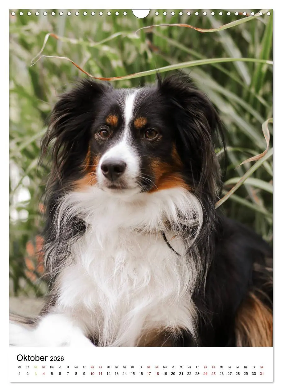 Bild: 9783516385458 | Australian Shepherd - Beste Freunde (Wandkalender 2026 DIN A3...
