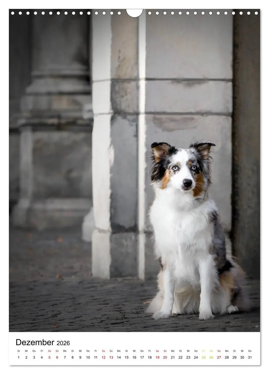 Bild: 9783516385458 | Australian Shepherd - Beste Freunde (Wandkalender 2026 DIN A3...