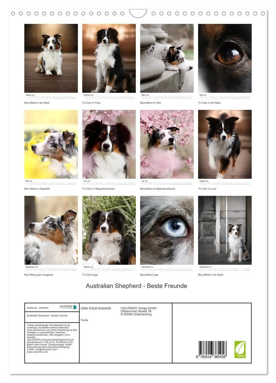 Bild: 9783516385458 | Australian Shepherd - Beste Freunde (Wandkalender 2026 DIN A3...