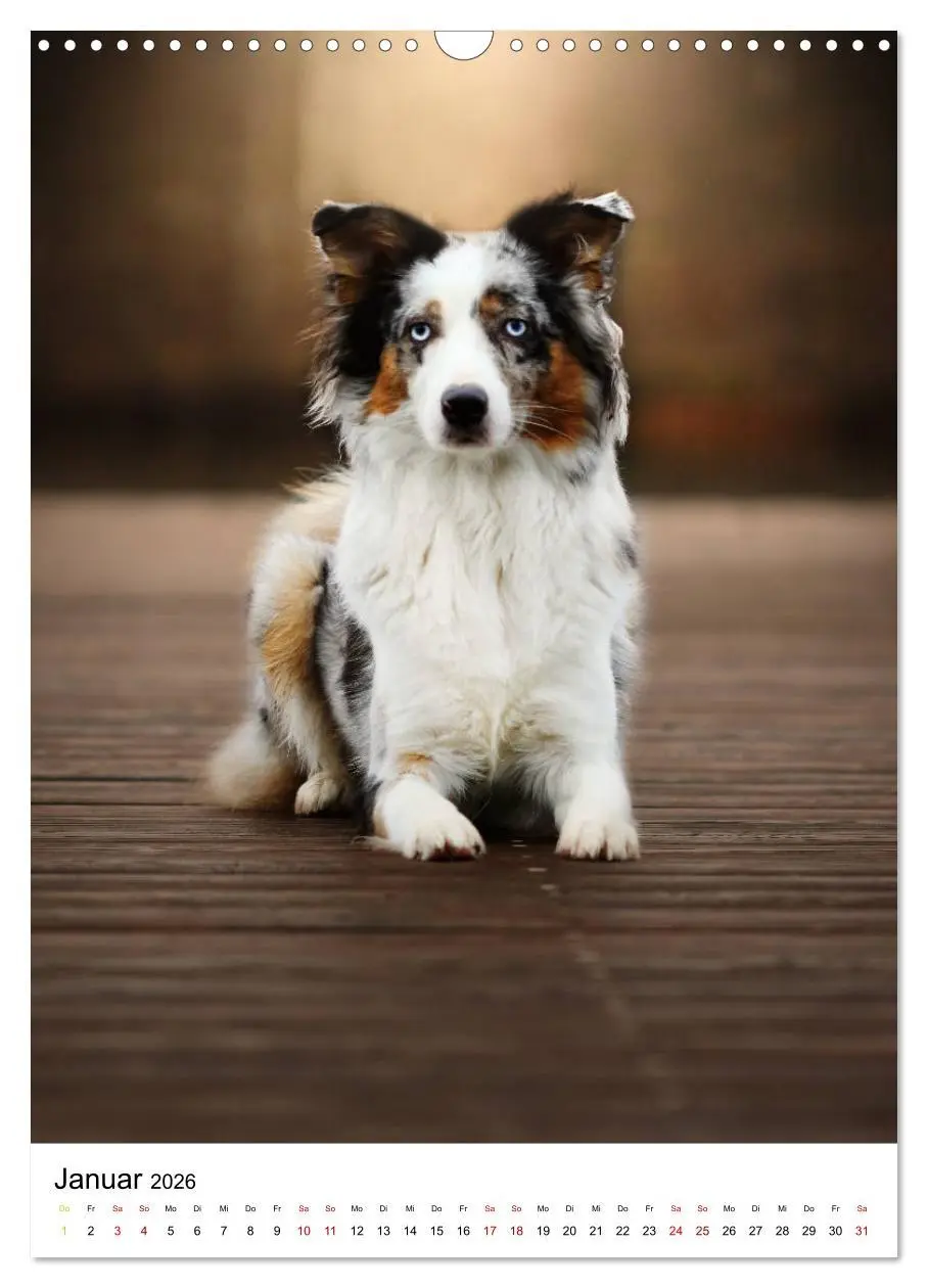 Bild: 9783516385458 | Australian Shepherd - Beste Freunde (Wandkalender 2026 DIN A3...
