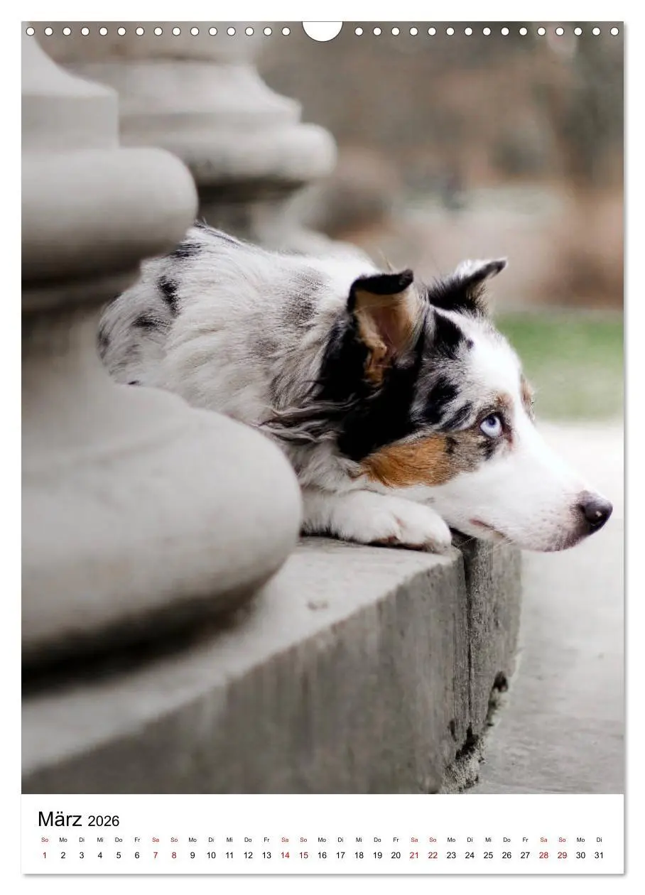 Bild: 9783516385458 | Australian Shepherd - Beste Freunde (Wandkalender 2026 DIN A3...