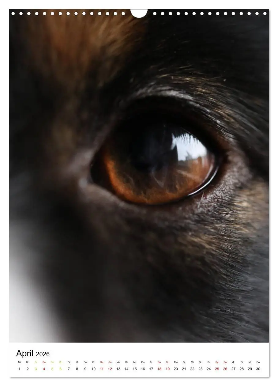 Bild: 9783516385458 | Australian Shepherd - Beste Freunde (Wandkalender 2026 DIN A3...